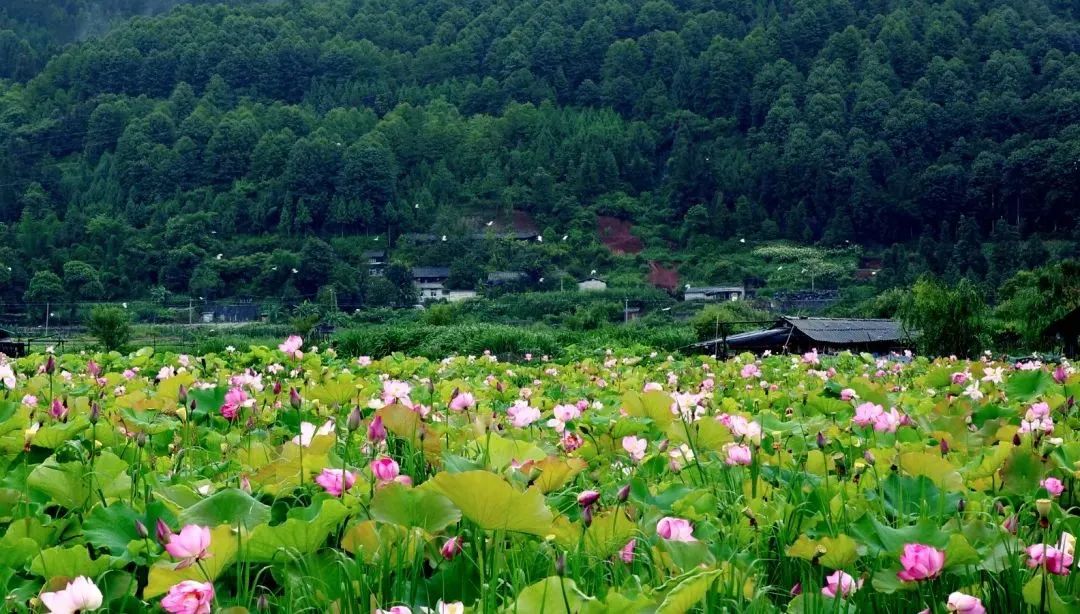 去西雙版納旅游有哪些需要注意的事項