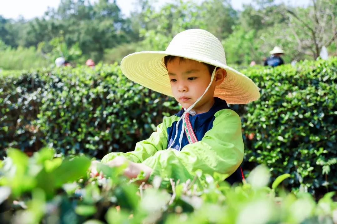 五一假期有安排了嗎？快來(lái)體驗(yàn)采茶制茶品茶樂(lè)趣