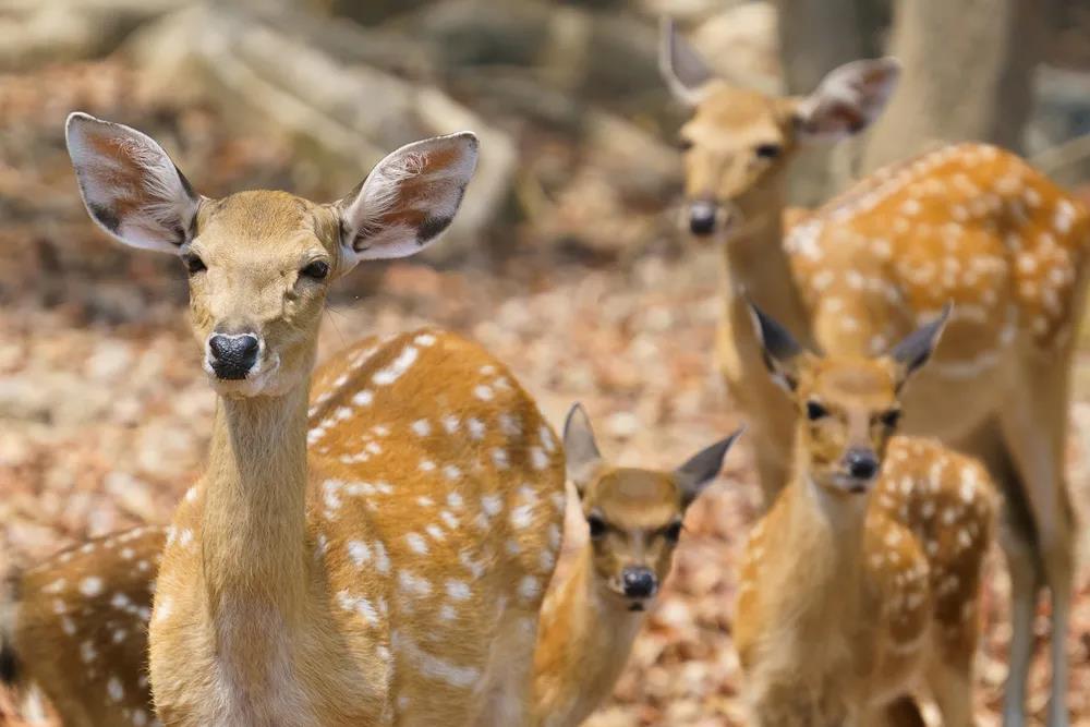 云南野生動(dòng)物園