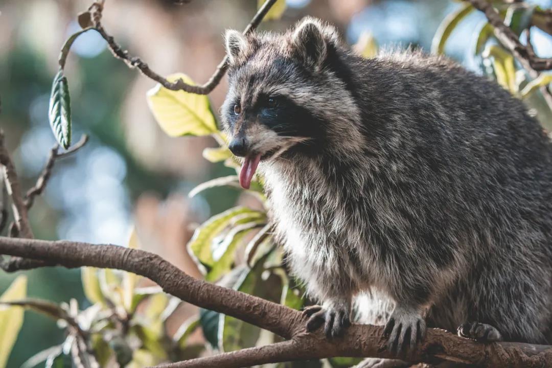 云南野生動(dòng)物園