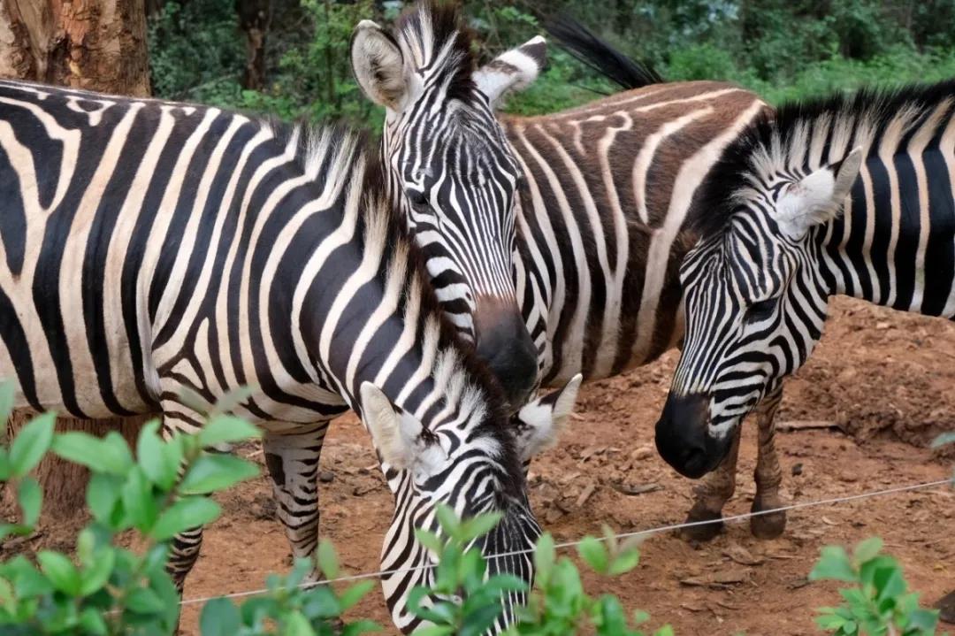 云南野生動(dòng)物園