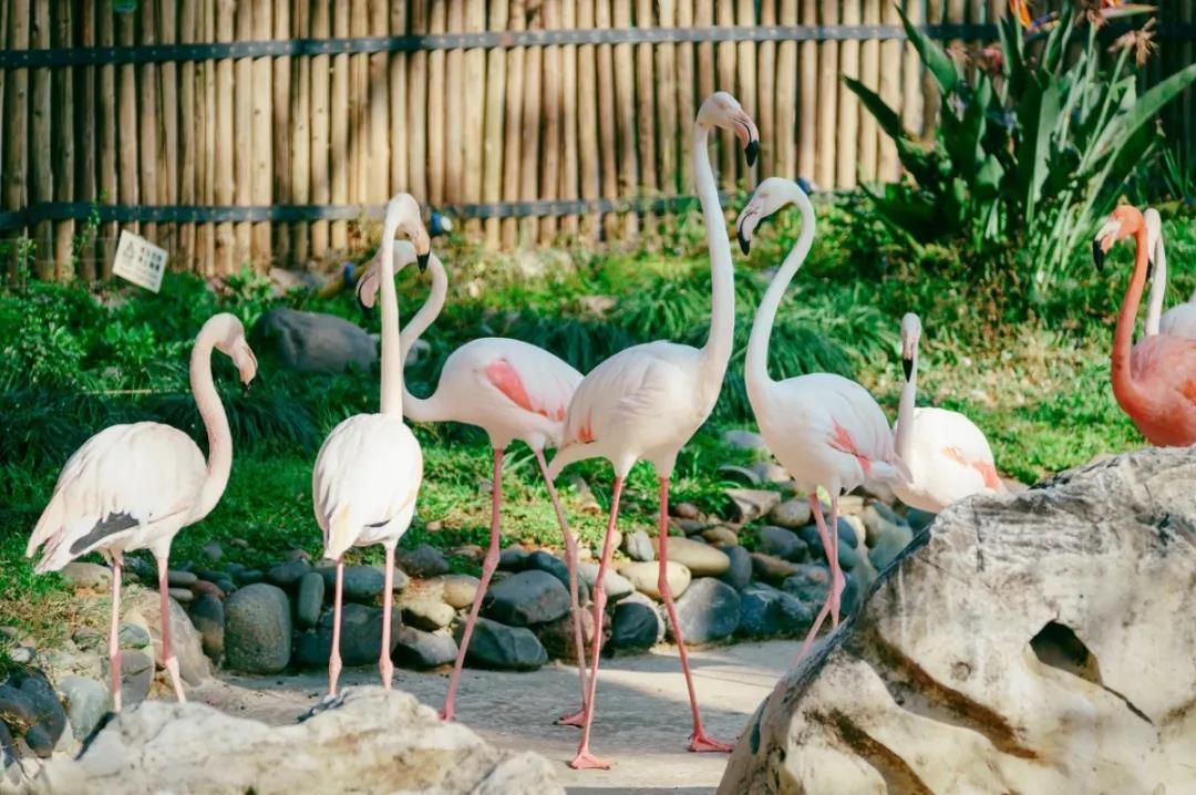 云南野生動(dòng)物園