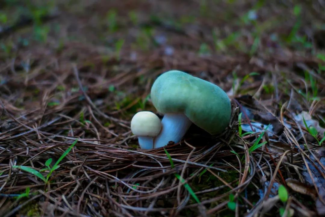 野生菌的N種吃法，沒有一朵jier能逃出云南人的餐桌