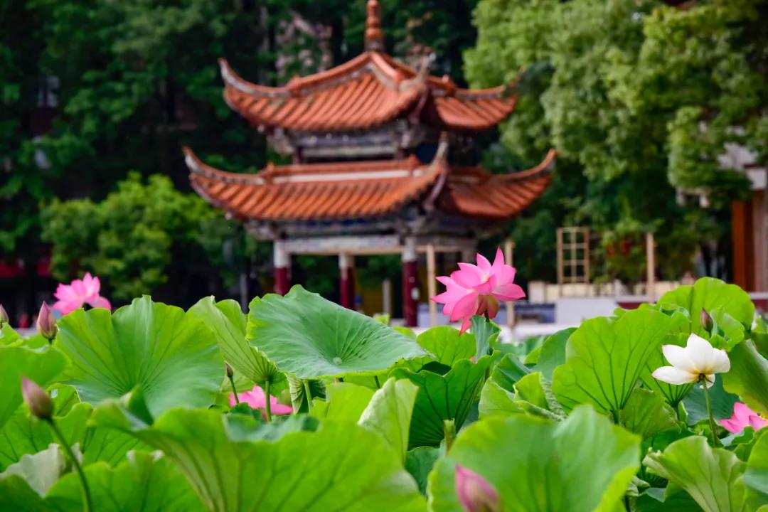 夏日云南這些地方荷花早已盛放,或潔白素雅、或紅如胭脂等你來(lái)賞荷