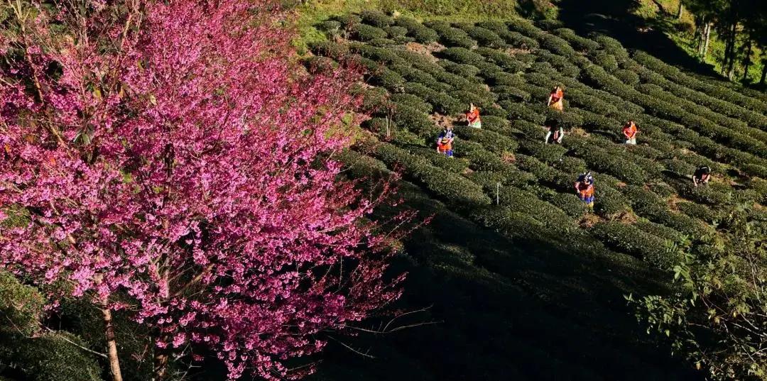 楚雄白竹山櫻花