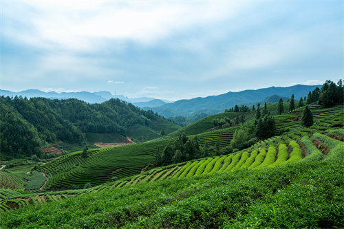 云南旅游 普者黑深藏在云南群山中的人間絕色！美在隨風(fēng)搖曳的萬畝荷花海