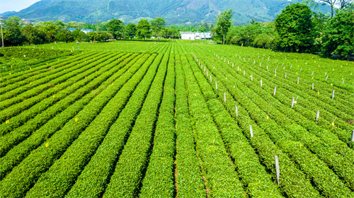 參加云南游學(xué)夏令營的內(nèi)容介紹及項目特色